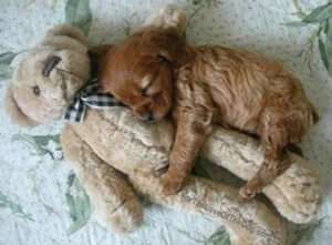 Sleeping puppy while hugging a teddy bear