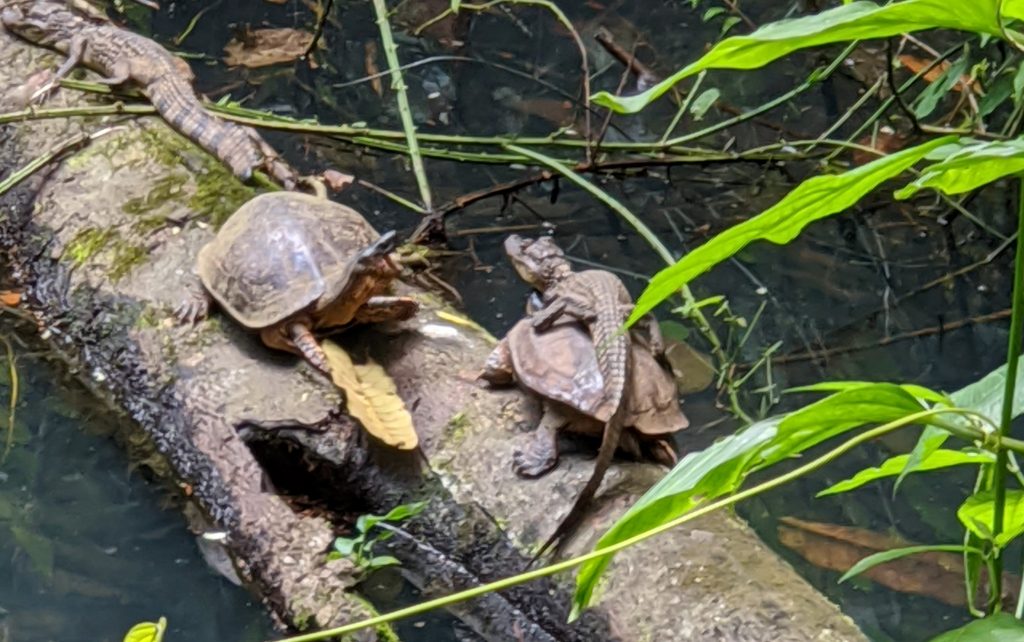 Caymen turtle